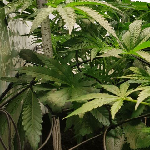 Dynamite Diesel-RQS growlog timeline photo