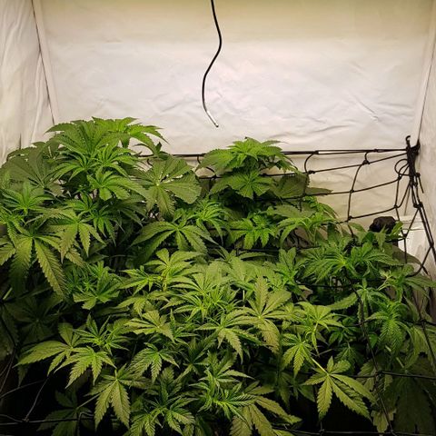 Watermelon growlog timeline photo