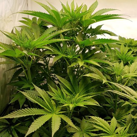 Dynamite Diesel-RQS growlog timeline photo