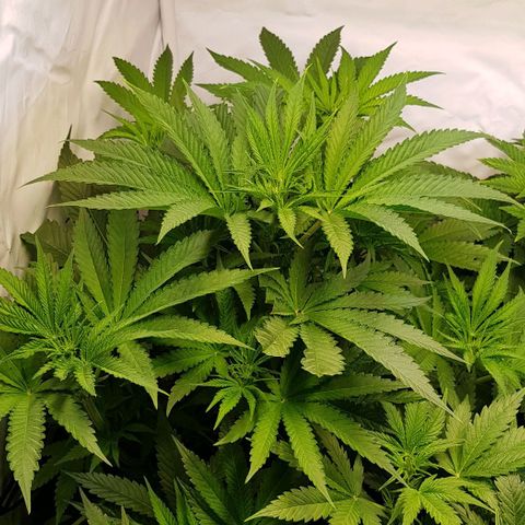 Dynamite Diesel-RQS growlog timeline photo