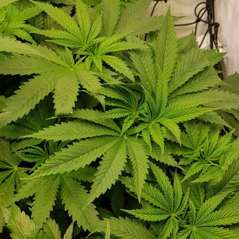 Watermelon growlog timeline photo