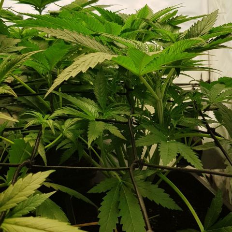 Watermelon growlog timeline photo