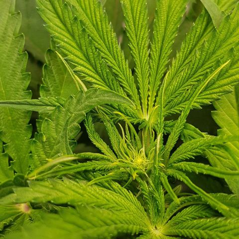Dynamite Diesel-RQS growlog timeline photo