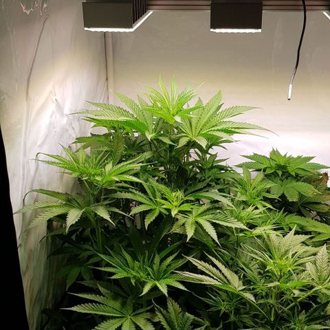 Dynamite Diesel-RQS growlog timeline photo