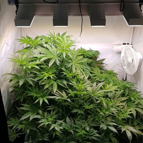Watermelon growlog timeline photo