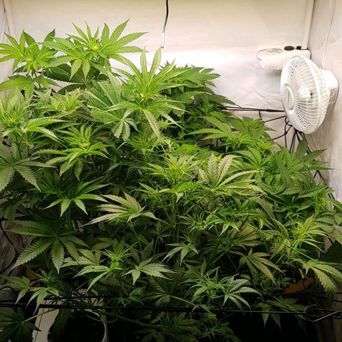 Watermelon growlog timeline photo