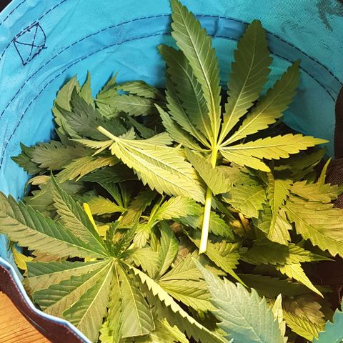 Watermelon growlog timeline photo