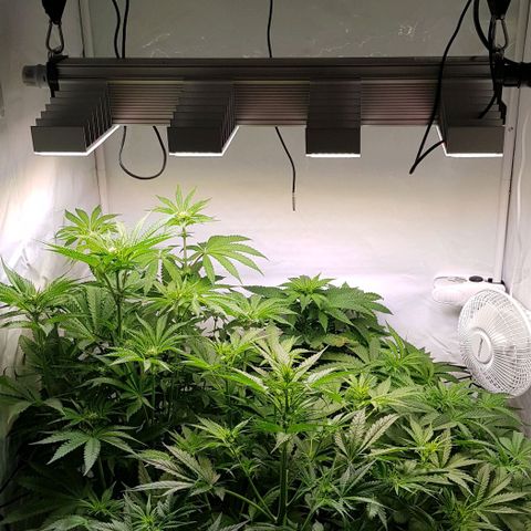 Watermelon growlog timeline photo