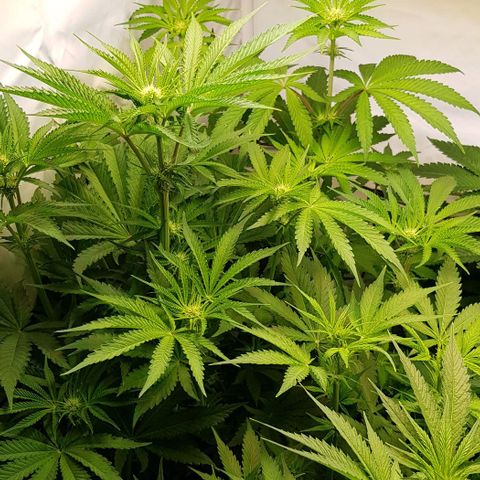 Dynamite Diesel-RQS growlog timeline photo