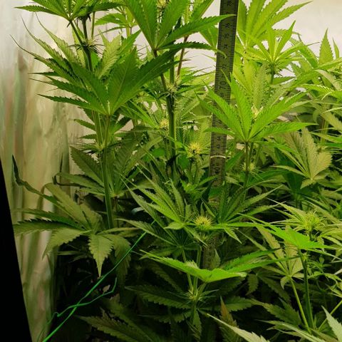 Dynamite Diesel-RQS growlog timeline photo