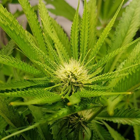Dynamite Diesel-RQS growlog timeline photo