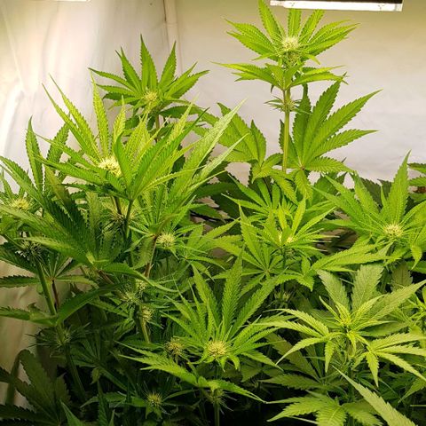 Dynamite Diesel-RQS growlog timeline photo