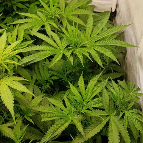 Watermelon growlog timeline photo