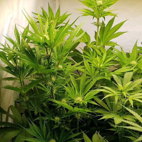 Dynamite Diesel-RQS growlog timeline photo