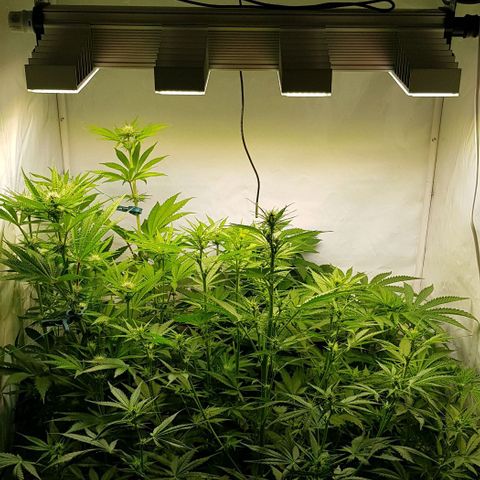 Watermelon growlog timeline photo