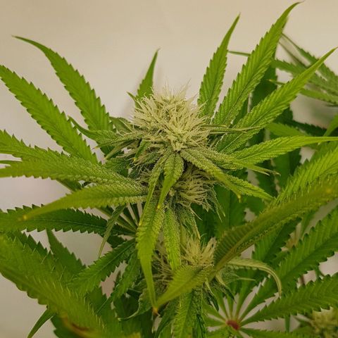 Dynamite Diesel-RQS growlog timeline photo