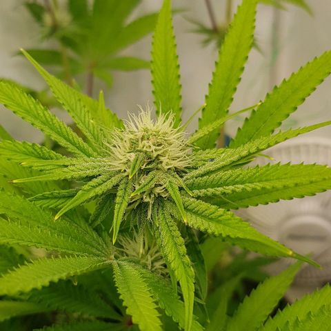 Dynamite Diesel-RQS growlog timeline photo