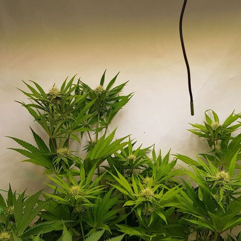 Dynamite Diesel-RQS growlog timeline photo