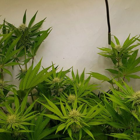 Dynamite Diesel-RQS growlog timeline photo