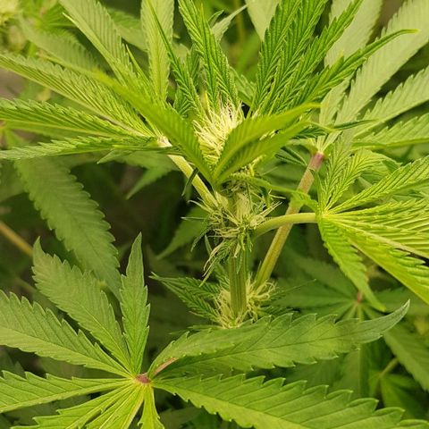 Watermelon growlog timeline photo