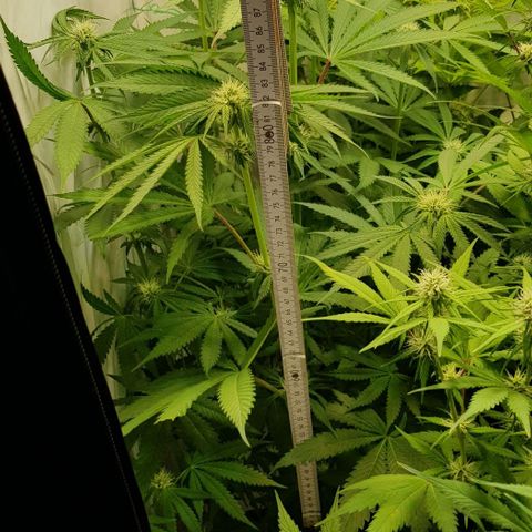 Watermelon growlog timeline photo