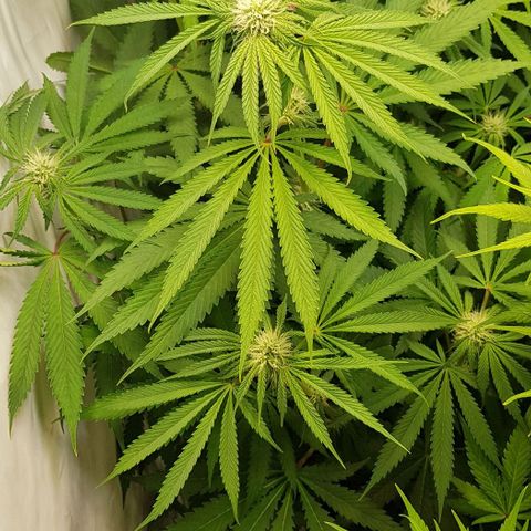 Watermelon growlog timeline photo