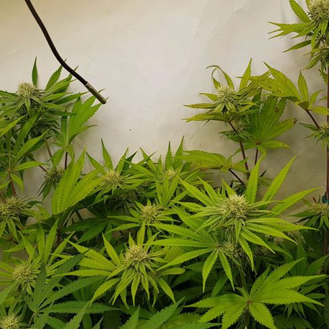 Dynamite Diesel-RQS growlog timeline photo