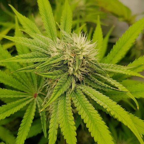 Dynamite Diesel-RQS growlog timeline photo