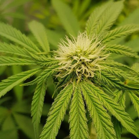 Watermelon growlog timeline photo