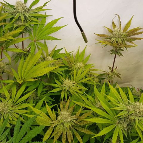 Dynamite Diesel-RQS growlog timeline photo
