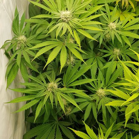 Watermelon growlog timeline photo