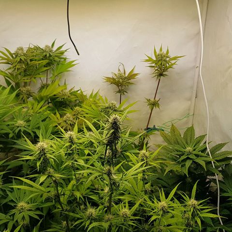 Watermelon growlog timeline photo