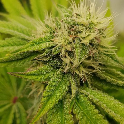 Dynamite Diesel-RQS growlog timeline photo