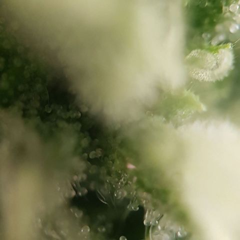 Watermelon growlog timeline photo