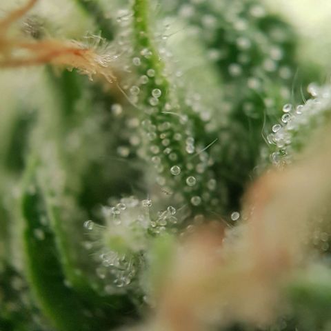 Watermelon growlog timeline photo