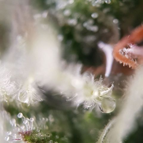 Dynamite Diesel-RQS growlog timeline photo