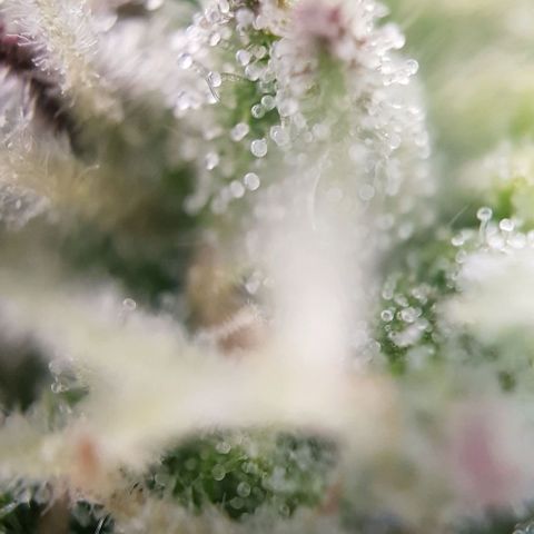 Dynamite Diesel-RQS growlog timeline photo