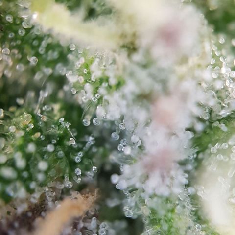 Dynamite Diesel-RQS growlog timeline photo