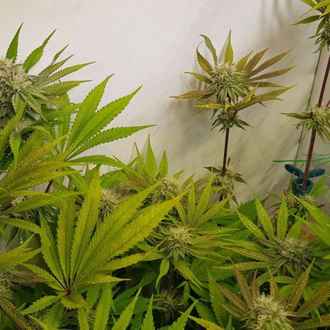 Dynamite Diesel-RQS growlog timeline photo