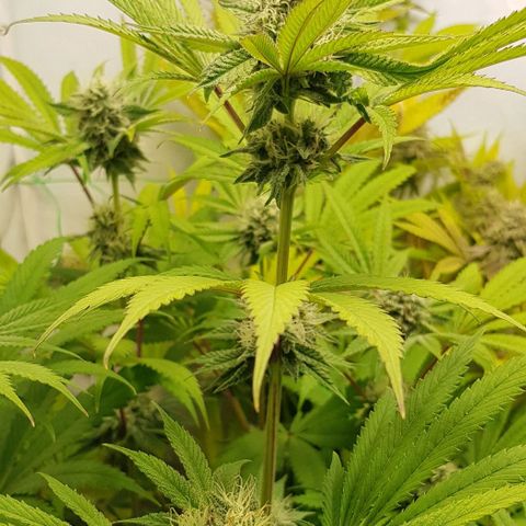 Watermelon growlog timeline photo