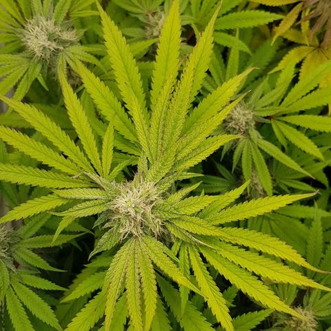 Watermelon growlog timeline photo