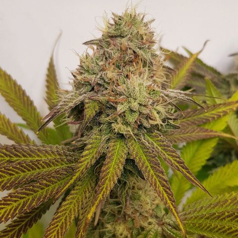 Dynamite Diesel-RQS growlog timeline photo
