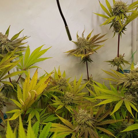 Dynamite Diesel-RQS growlog timeline photo