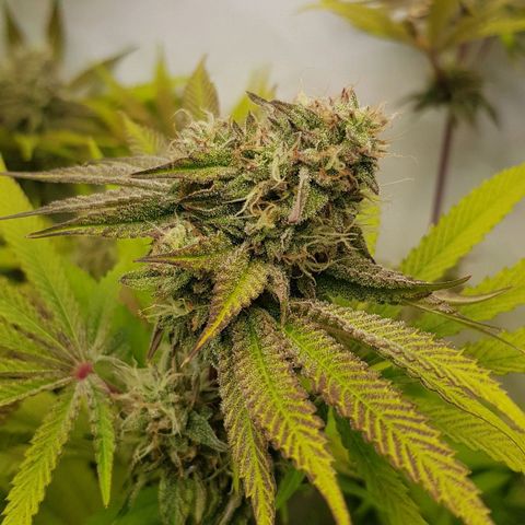 Dynamite Diesel-RQS growlog timeline photo