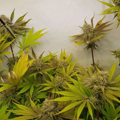 Dynamite Diesel-RQS growlog timeline photo
