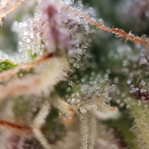 Dynamite Diesel-RQS growlog timeline photo