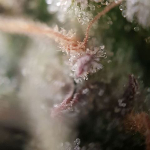Dynamite Diesel-RQS growlog timeline photo
