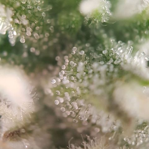 Watermelon growlog timeline photo