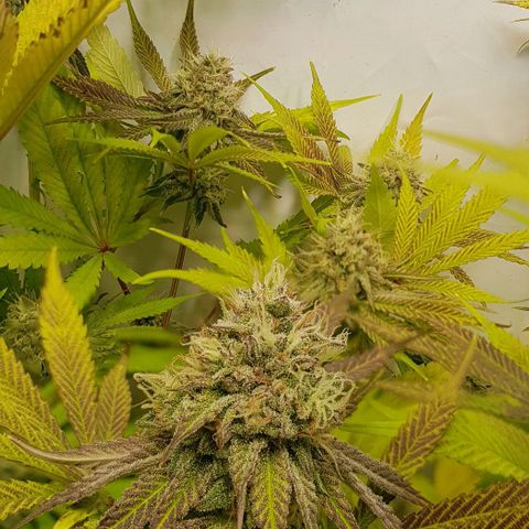 Dynamite Diesel-RQS growlog timeline photo