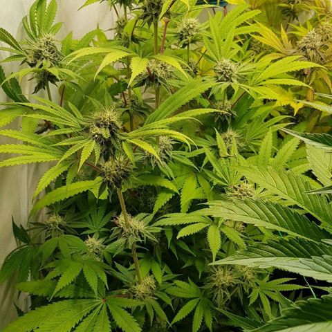 Watermelon growlog timeline photo